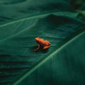 Ingredient