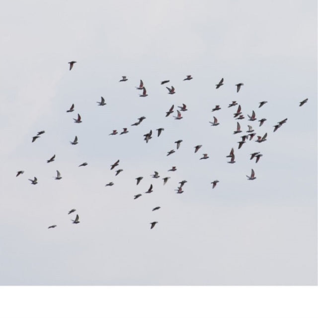 Coincidence Is Perfect, Intimate Attunement