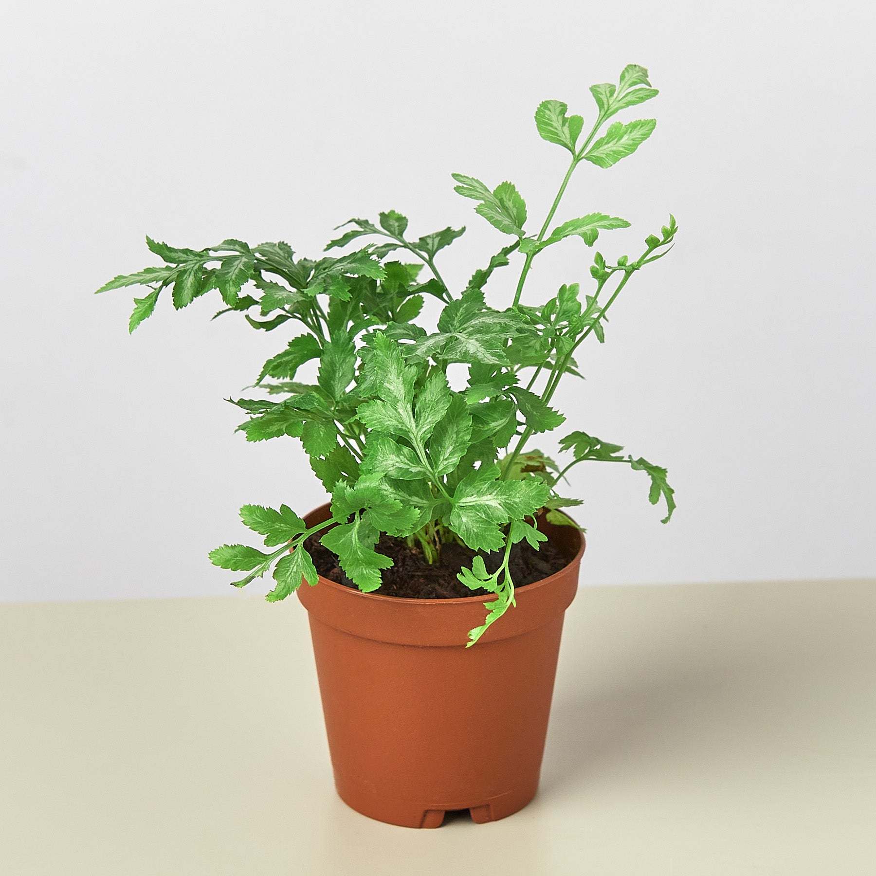 Fern 'Silver Lace'