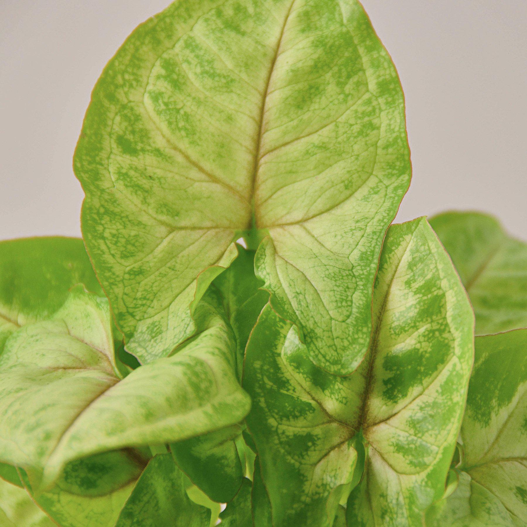 Syngonium 'Gold'
