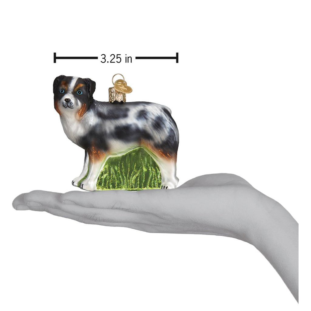 Australian Shepherd