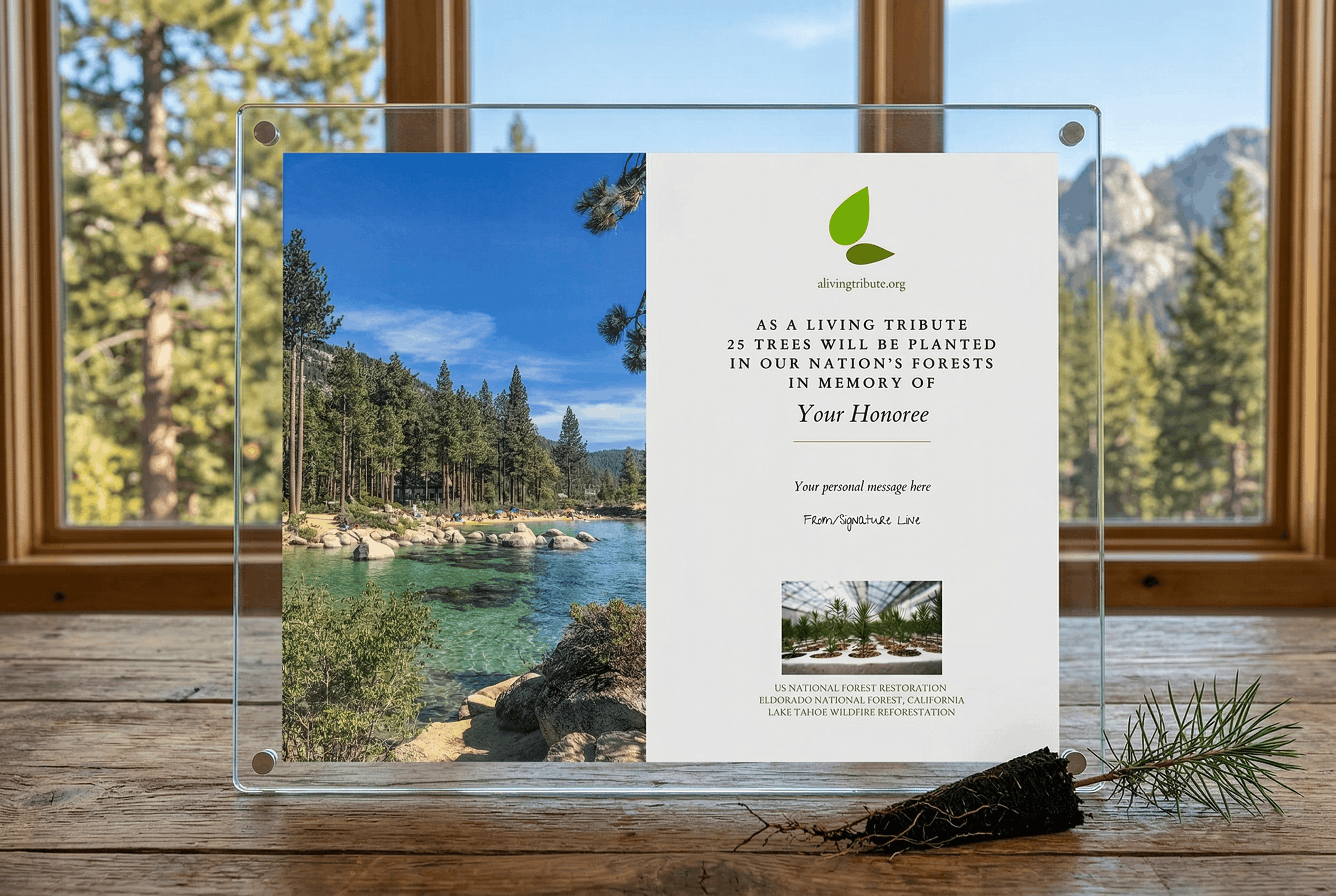 Plant-a-Tree Gift with Deluxe Glass Display Frame