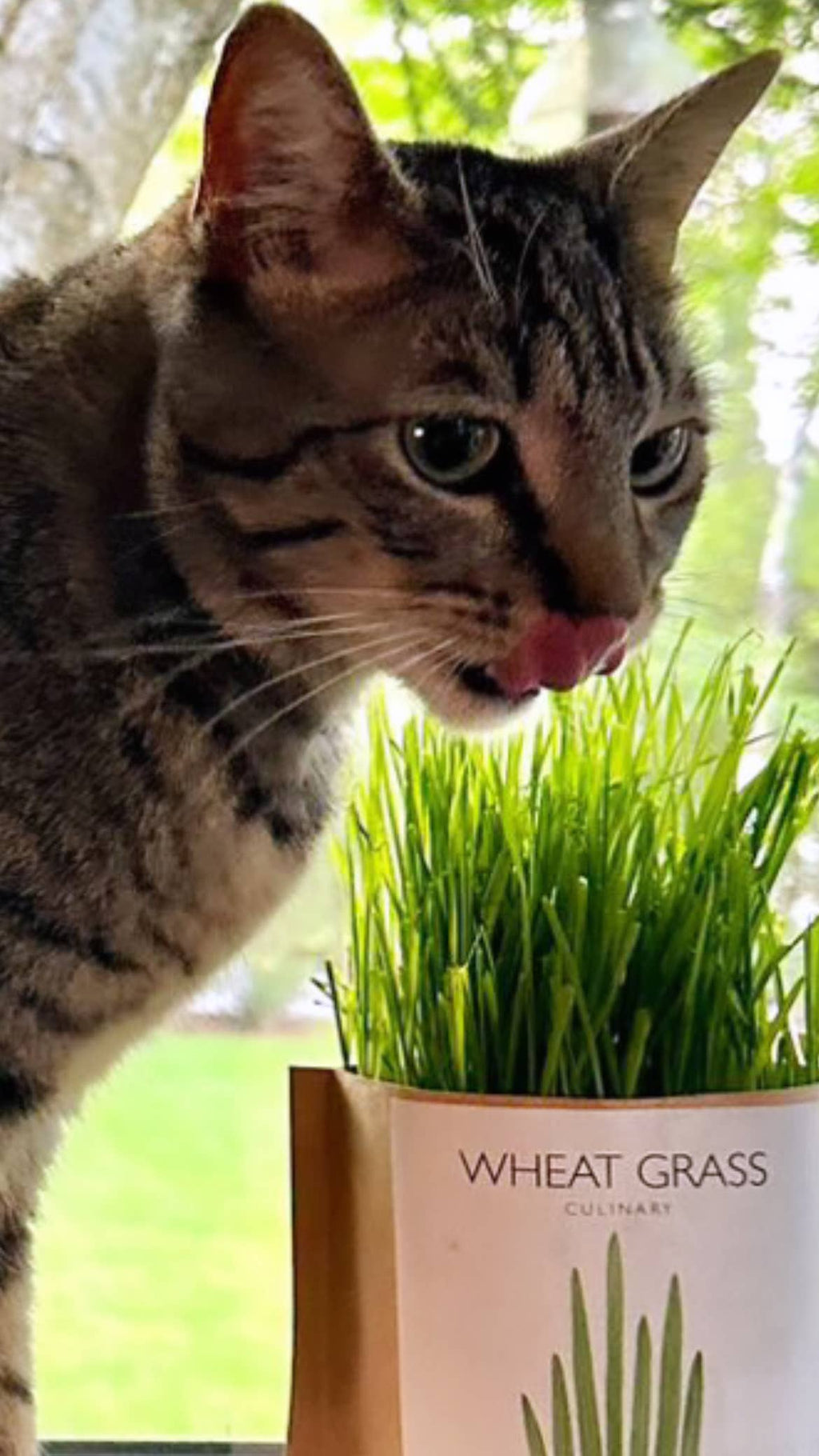 🐱🌱Garden in a Bag | Cat Grass | Spring Pet Treat Gift