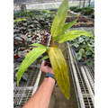 Philodendron 'Orange Marmalade'