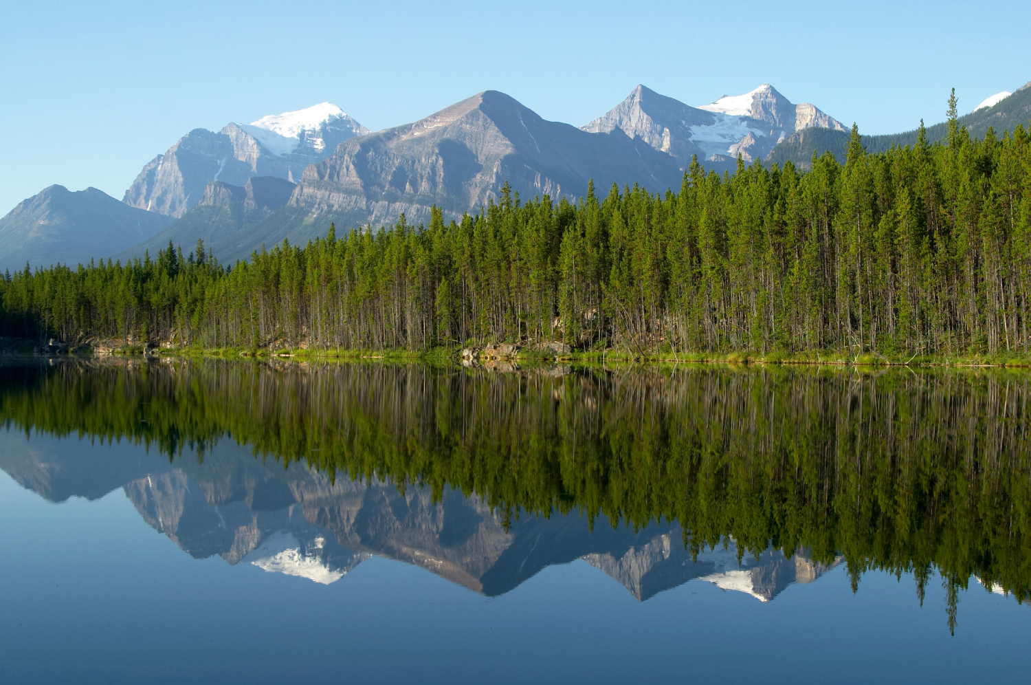 Plant a Tree in Canada with Personalized Photo Card