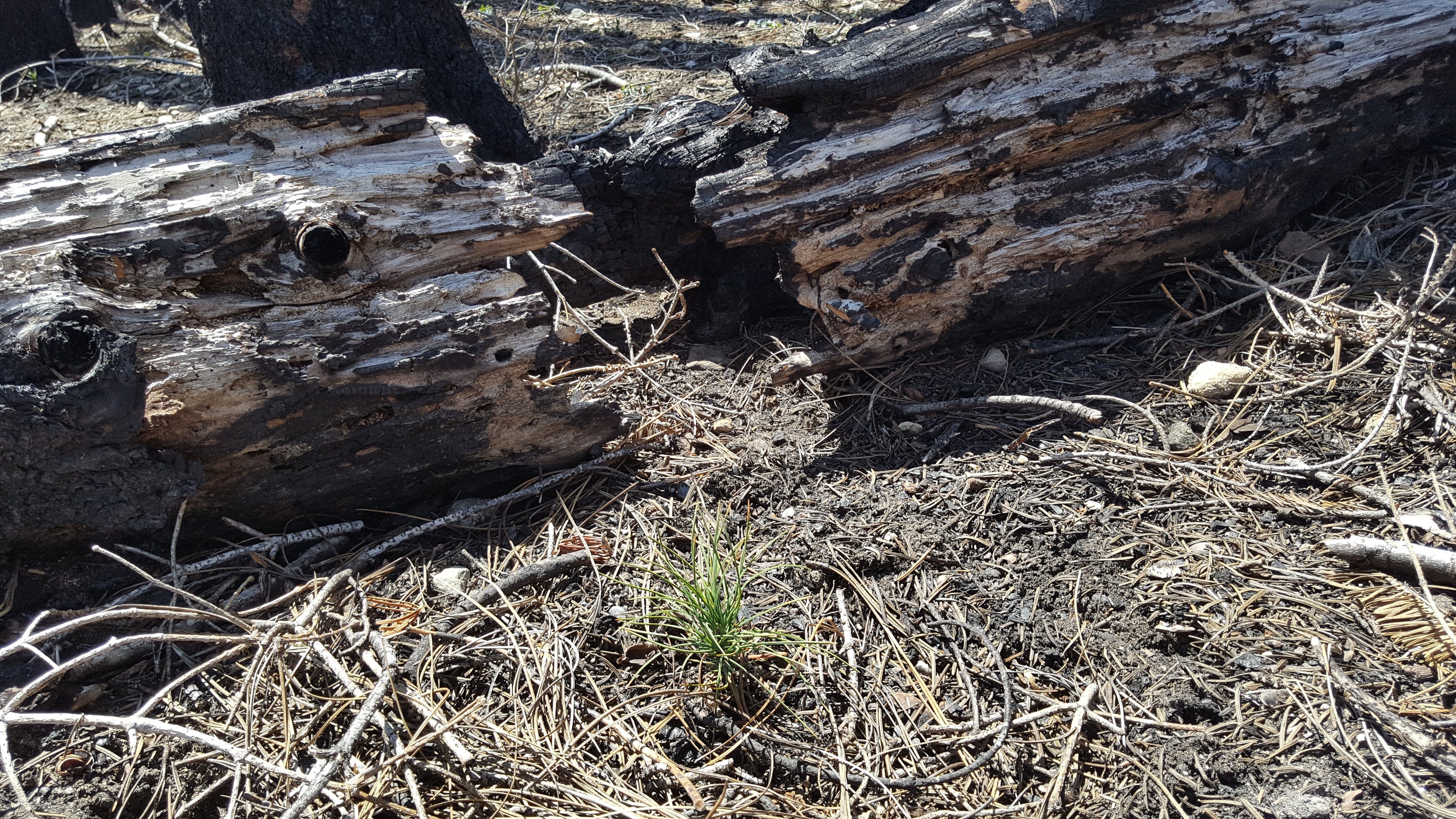 Plant a Tree for Someone & Restore a Community - A Living Tribute