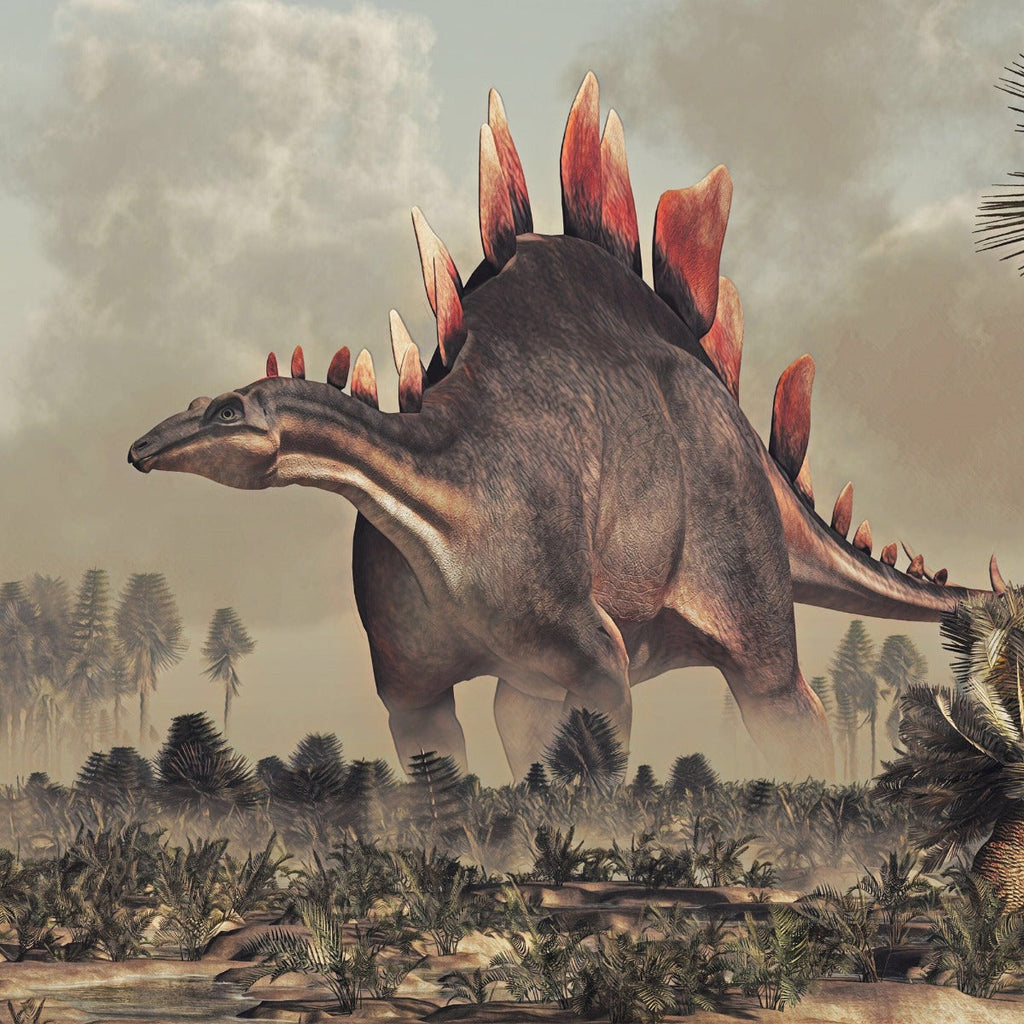 Stegosaurus Plate