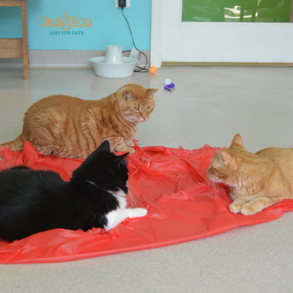 🐱✨ Magic Carpet Cat Play Tent – Crinkle Hideaway & Interactive Play Mat