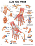 The Hand & Wrist Anatomy Chart - Laminated - 20 x 26 - Detailed Anatomical Illustration