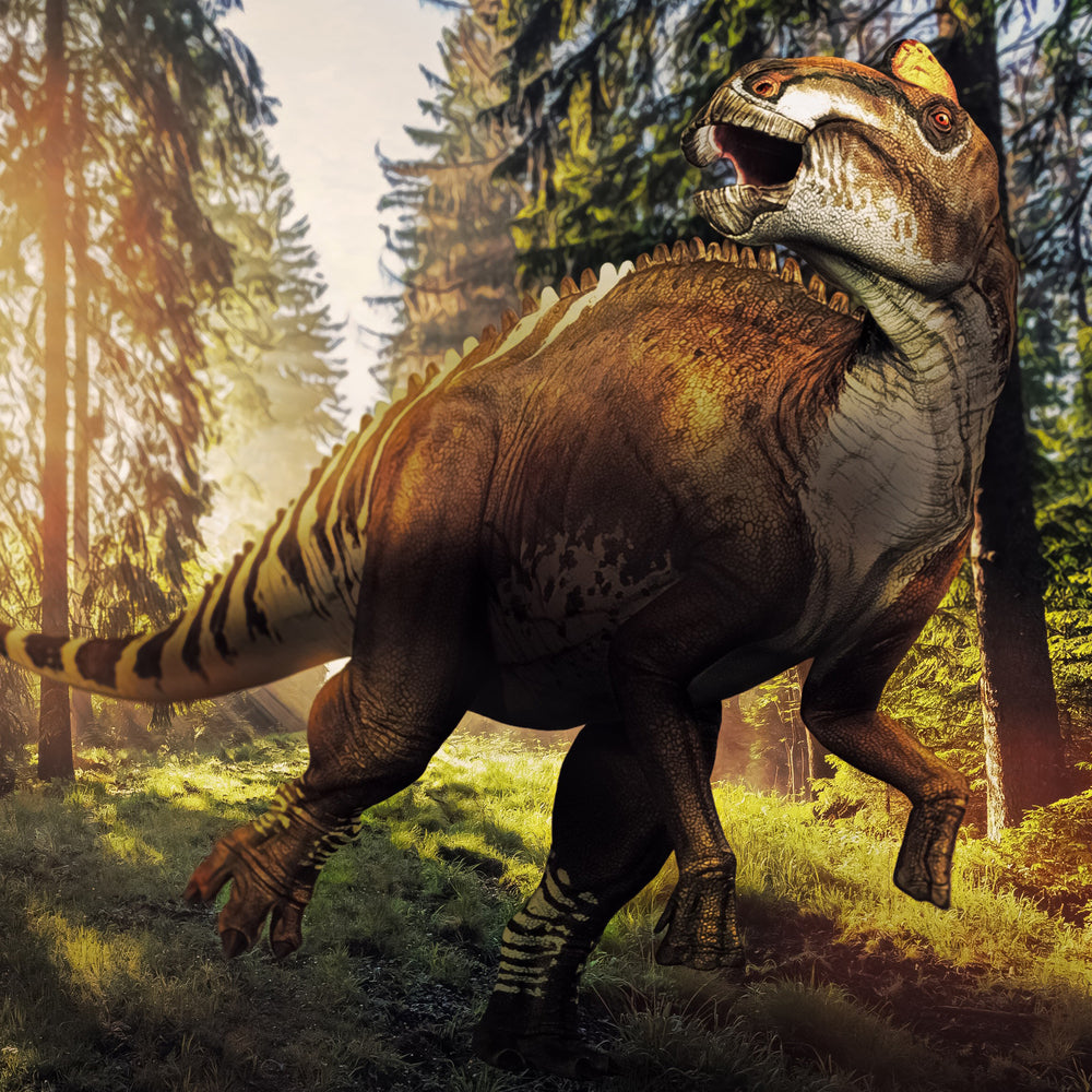 Hadrosaur Bone