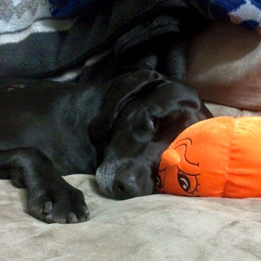 30% OFF! Glad Dogs Halloween SQUEAK & NO SQUEAK Dog Toys: SMALL