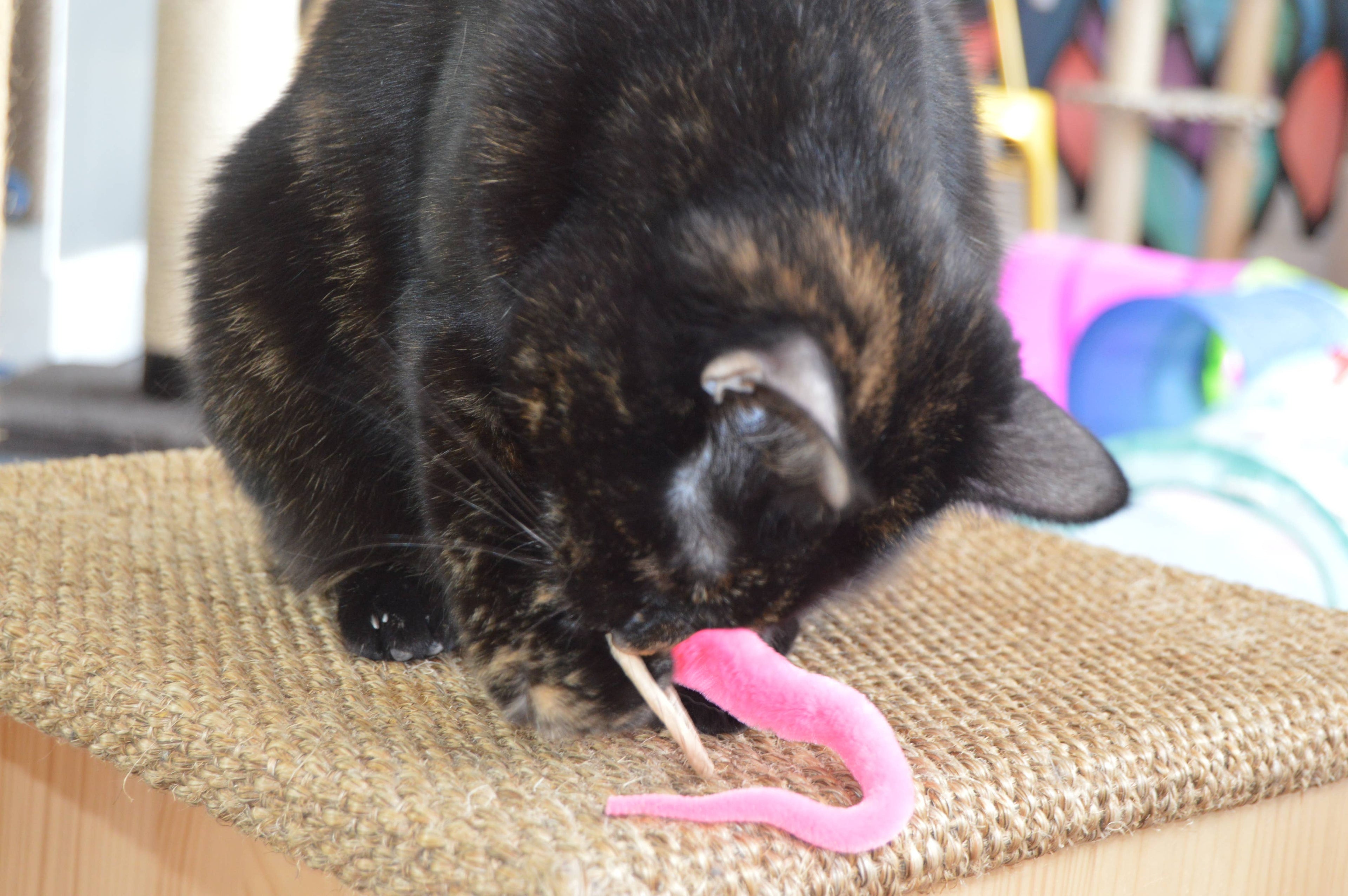 🌿🐱 A-Lure-Ring Cat Toy – Eco-Friendly Hunting Ring with Flutter Tail