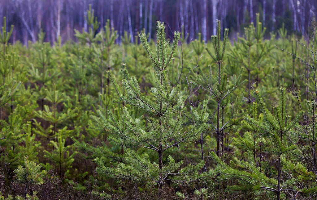 Forest Friends Tree Gift - A Living Tribute