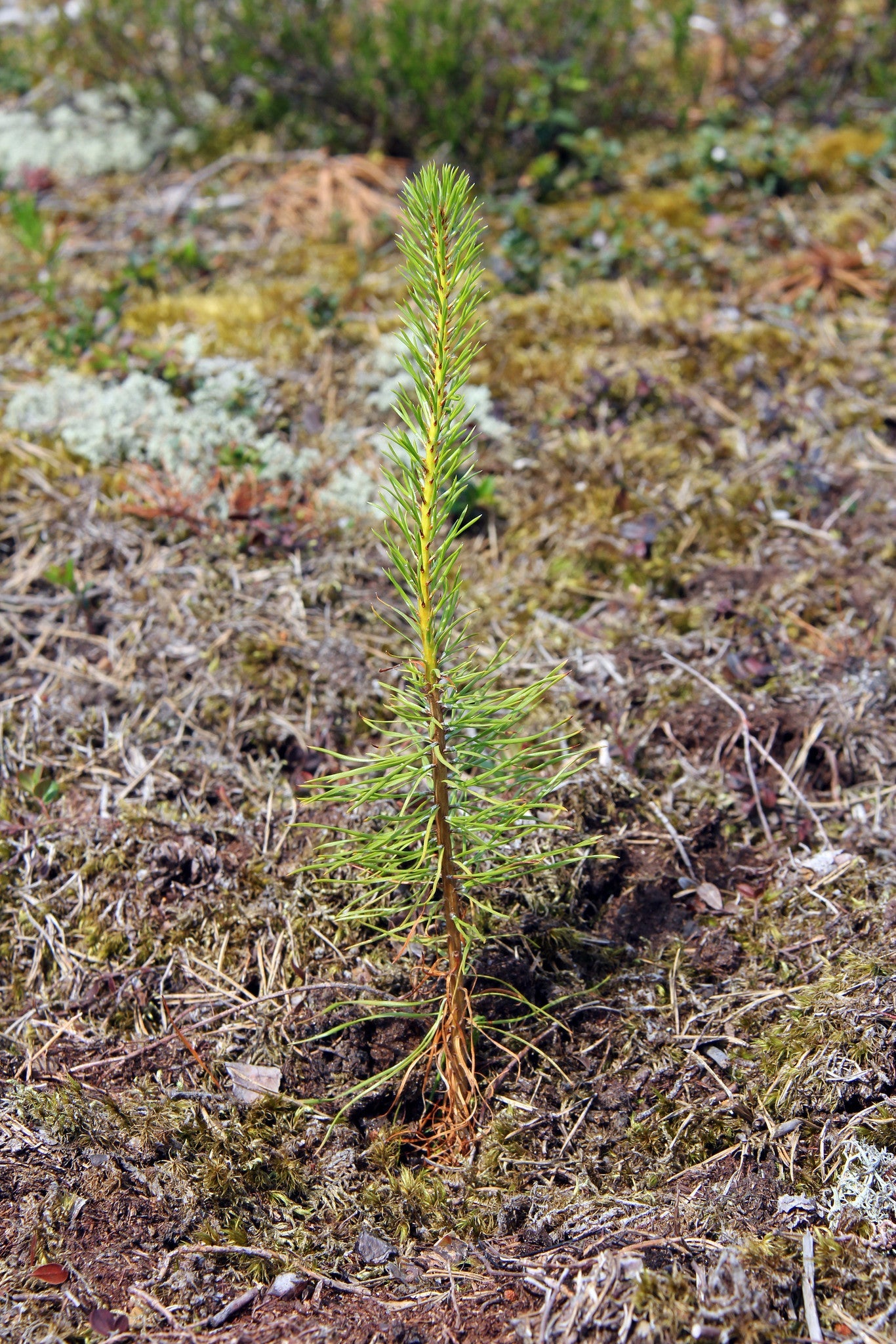 Plant a Tree in Honor of Someone - A Living Tribute Tree Gift