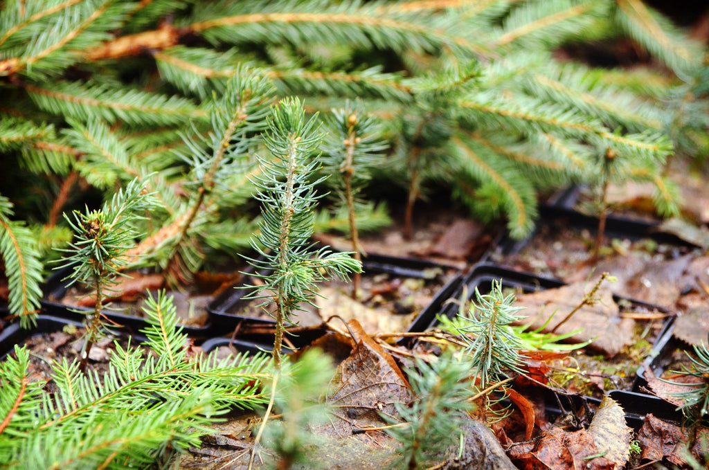 Plant a Tree for Someone & Restore a Community - A Living Tribute