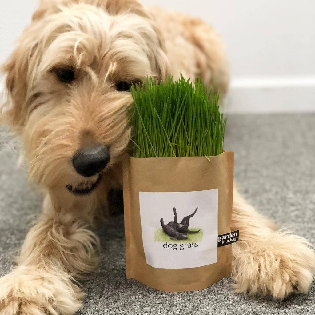 🐶🌱Garden in a Bag | Dog Grass | Spring Pet Treat Gift