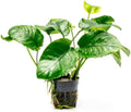Anubias Live Aquarium Plants - Potted Freshwater Plant for Fish Tanks, Terrariums - Beginner Friendly Low Light (Barteri Wrinkle Leaf, 5 Pots)