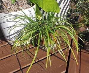 (12) Pink Rain Lily Flower Plants - Zephyranthes Grandiflora Outdoor Flower Bulbs | Beautiful Rain Lily