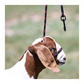 Sheep Halter with Snap Lead - Black (Blackout)