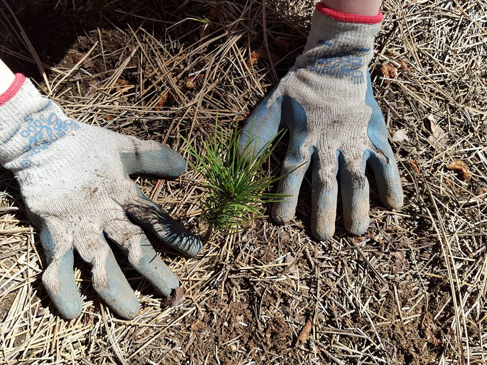 Plant a Tree for Someone & Restore a Community - A Living Tribute