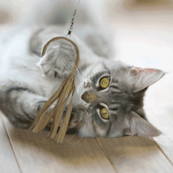 🍃🐱 Flutter-Ring Cat Toy – Eco-Friendly Crinkle Paper Hunting Toy