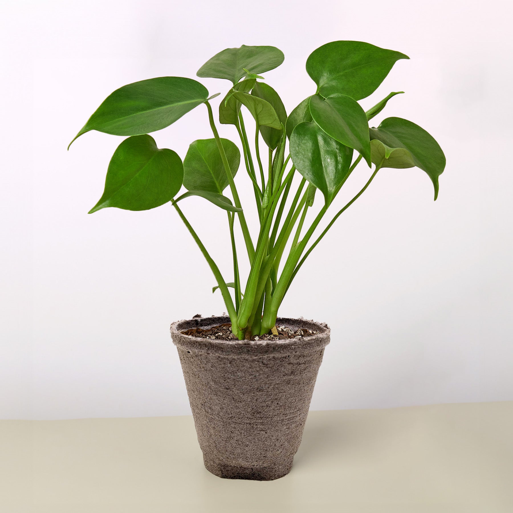 Cow Pot