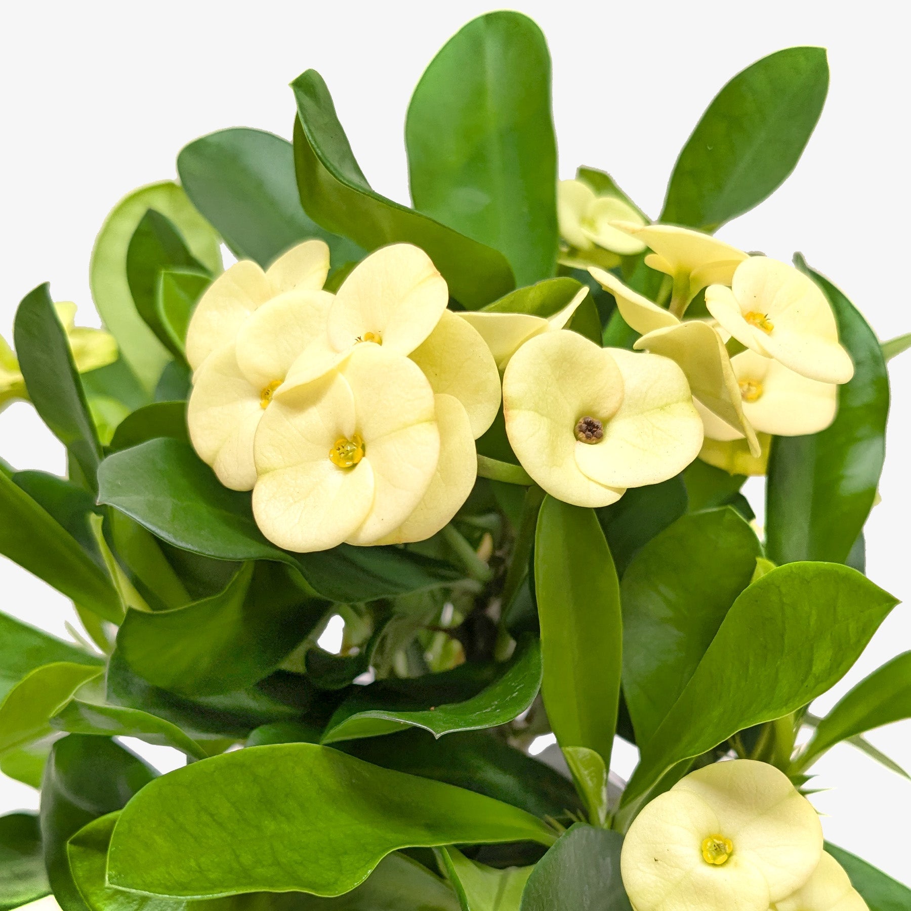 Crown of Thorns