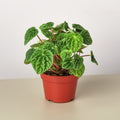 Peperomia 'Ripple'