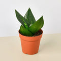 Snake Plant 'Jade'