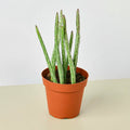 Succulent Senecio Stapeliiformis 'Pickle Plant'