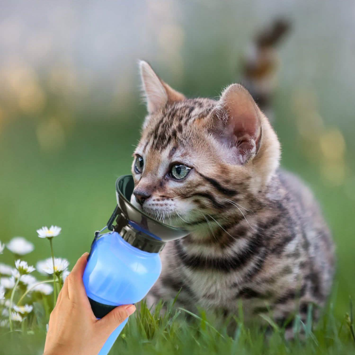 500ml Pet Water Bottle Portable Water Cup - PhishStones Products