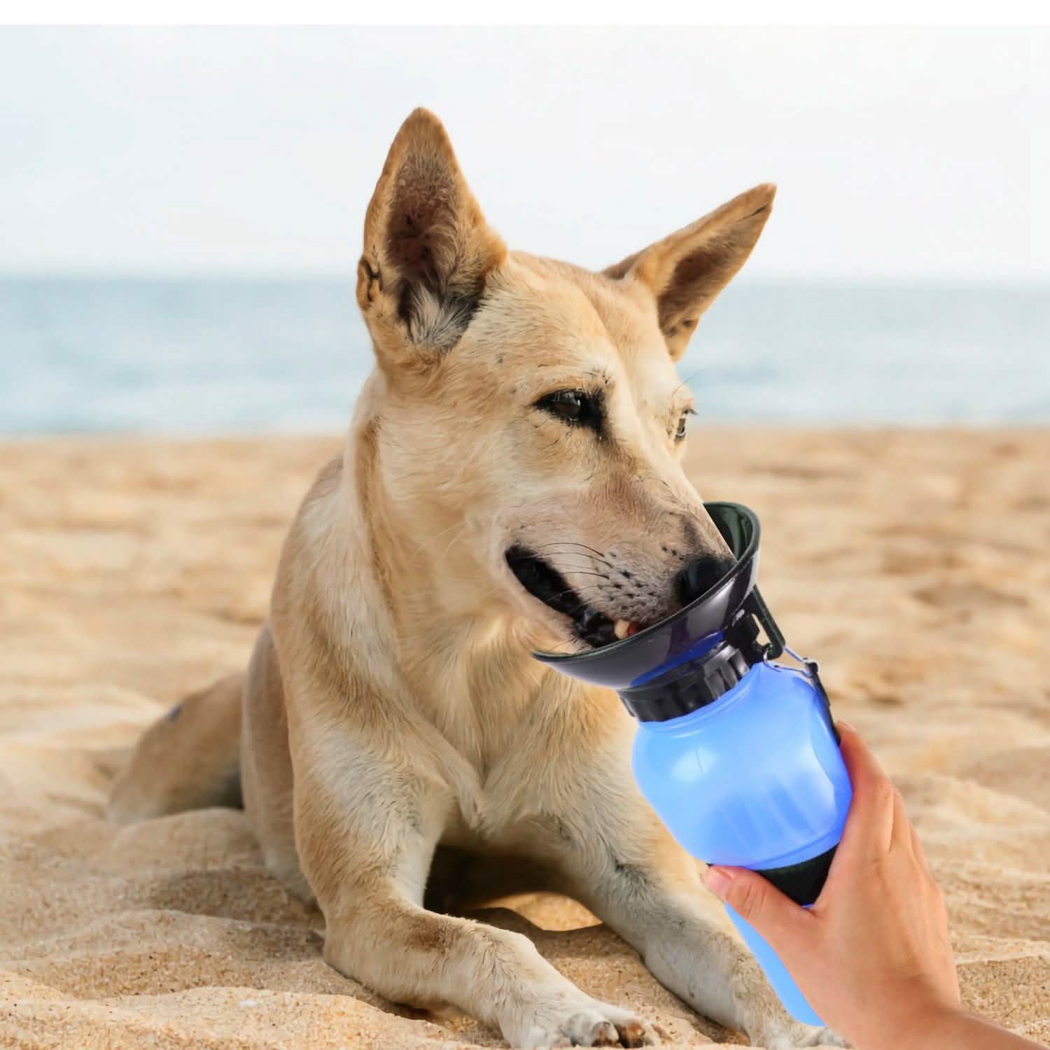 500ml Pet Water Bottle Portable Water Cup - PhishStones Products