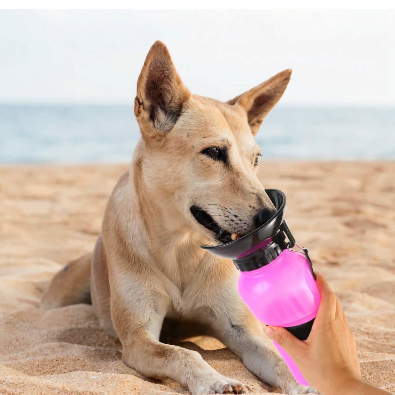 500ml Pet Water Bottle Portable Water Cup - PhishStones Products