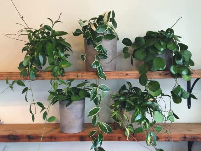 Hoya Plant Premium Potting Mix - 2 Quart - Optimal Balance for Thriving Hoyas: Air, Moisture, and Nutrient Retention