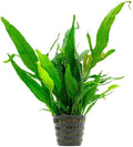 Live Plants - Java Fern (Microsorum pteropus) - Low to Medium Light Aquarium Display, Bright Green Accent, Midground Aquascaping, Freshwater Rhizome Aquatic Plant - Pot