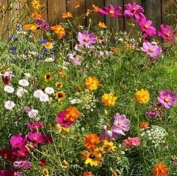 Dirt Goddess Super Seeds ~ Cut Flower Mix Seed (1/2 Lb)