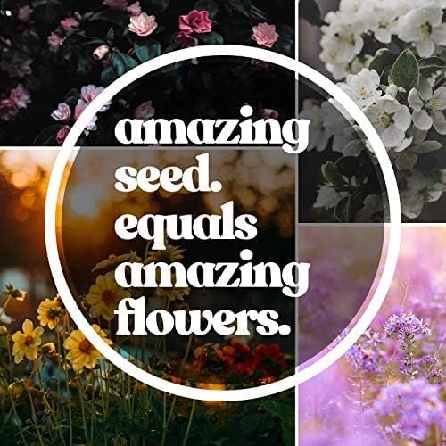 Pacific Northwest Wildflower Seeds - 1 Lb ~640,000 + Non-GMO Seed - 25 Varieties Including Poppy, Larkspur, Daisy & More - Pollinator Mix for Planting Outdoors