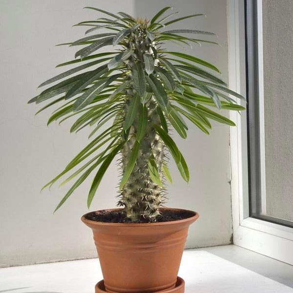 Madagascar Palm Potting Soil - Enhance Growth and Health with Professional Grade Nutrient-Rich Mix - 3 Quart