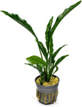 Live Jungle Plants - Anubias Heterophylla ‘Supernova’ - Large Leaf Rhizome Plant for Midground to Background Freshwater Aquascapes, Low Light Accent - Pot