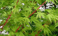 Sango Kaku Coral Bark Japanese Maple Tree - Live Plant - Trade Gallon Pot