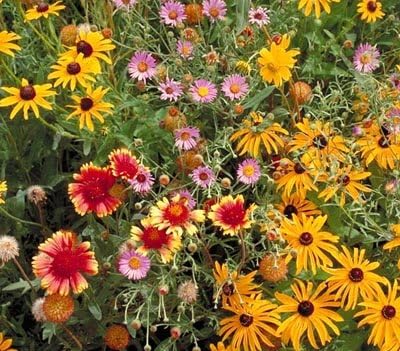 Non GMO Bulk All Perennial Wildflower Seed Mix (5 LB)