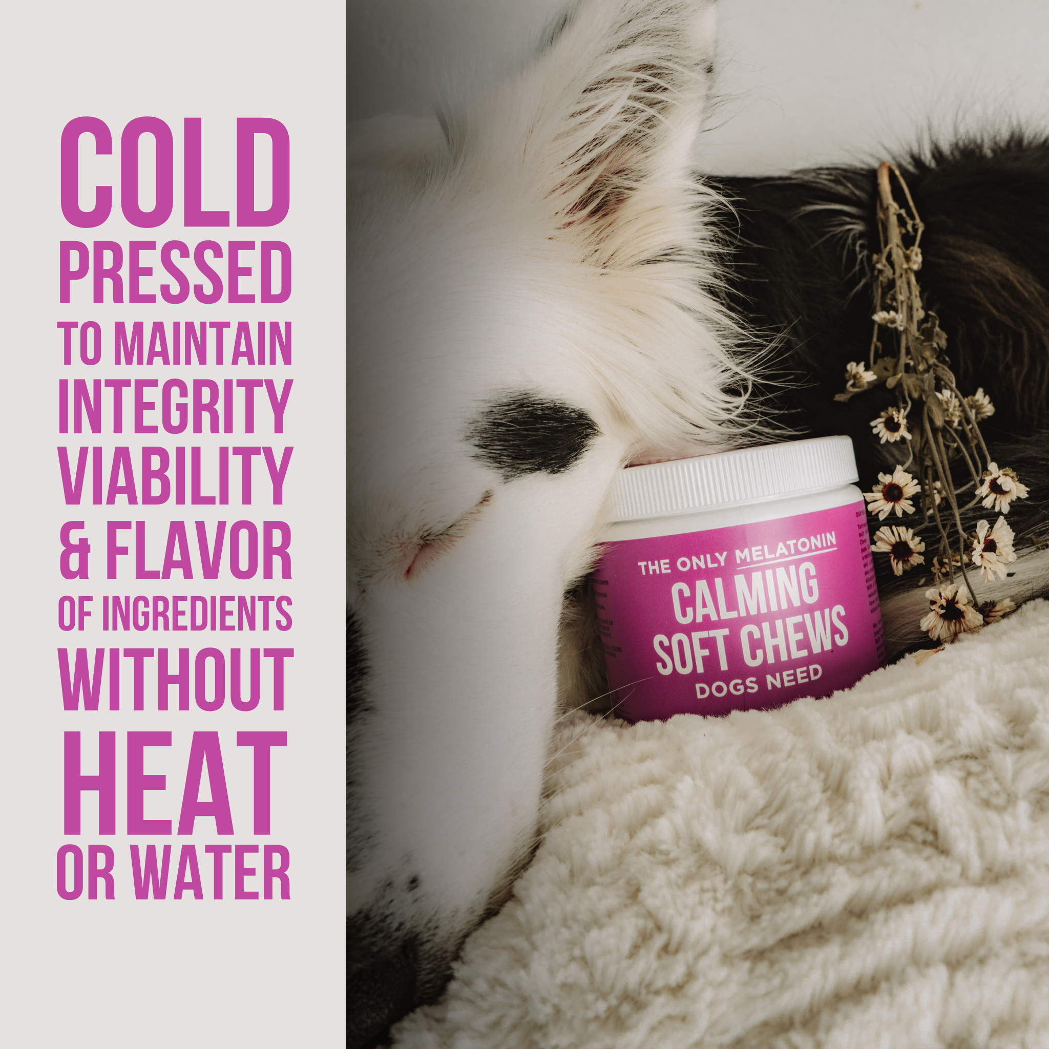 🌙🐾 Melatonin Calming Soft Chews for Dogs – Natural Stress & Relaxation Support