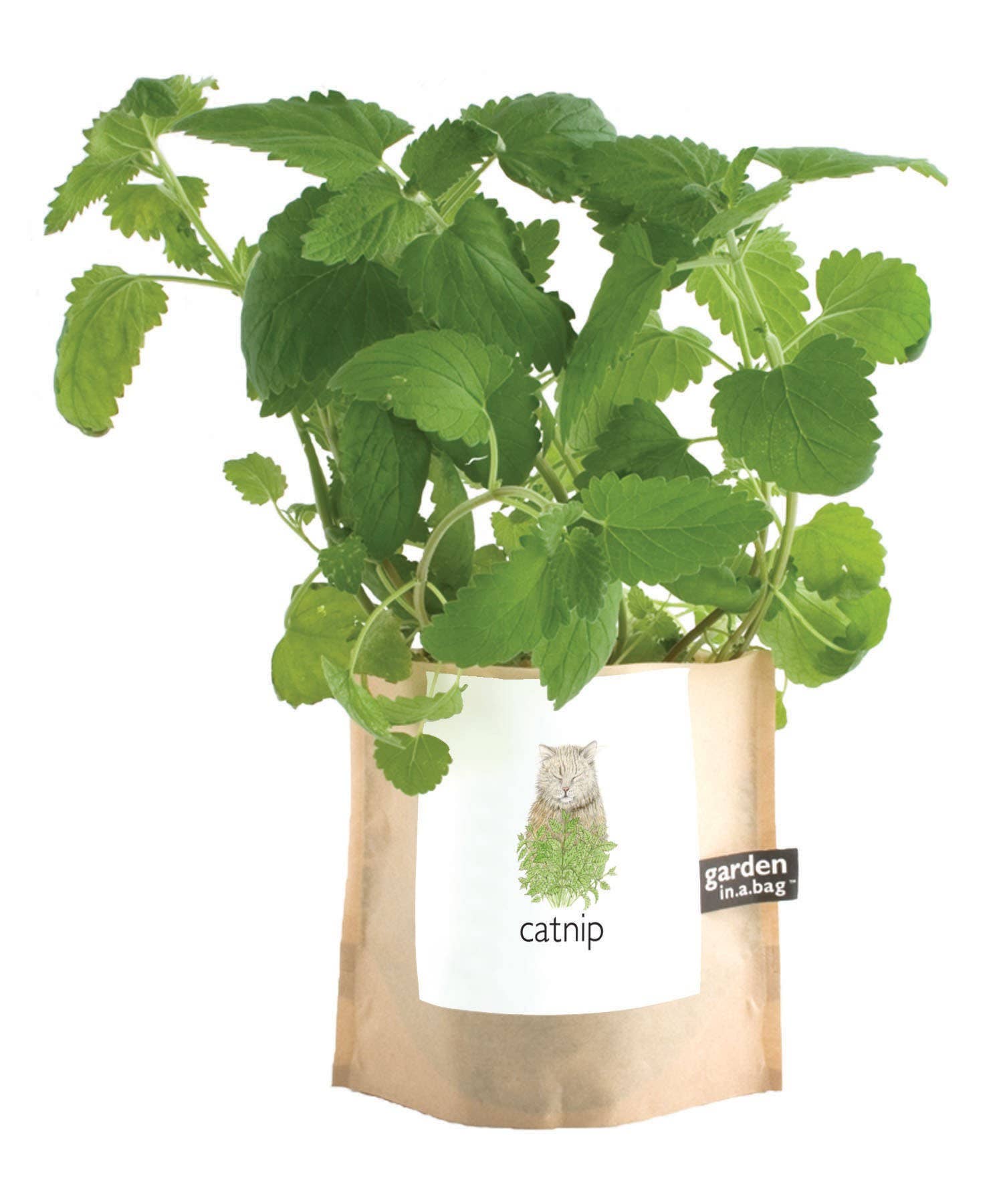 🐱🌱Garden in a Bag | Catnip | Spring Pet Treat Gift