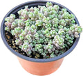 Live Succulents Sedum Dasyphyllum (4-inch), Succulent Plants Fully Rooted in Pots with Soil, Easy-Care House Plant for DIY, Home Office Decor, Wedding Party Favor