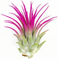 Ionantha Guatemala Tillandsia Air Plant, Guatemala Tillandsia Live Airplant, Healthy Arrival Guaranteed, Great Indoor Plant, Home Decor & Gift (Pink)