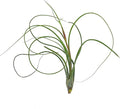 Live Air Plants - Tillandsia Butzii, Jumbo 7-9" - 1ct - Live Arrival Guaranteed - House Plants for Home Decor & Gift