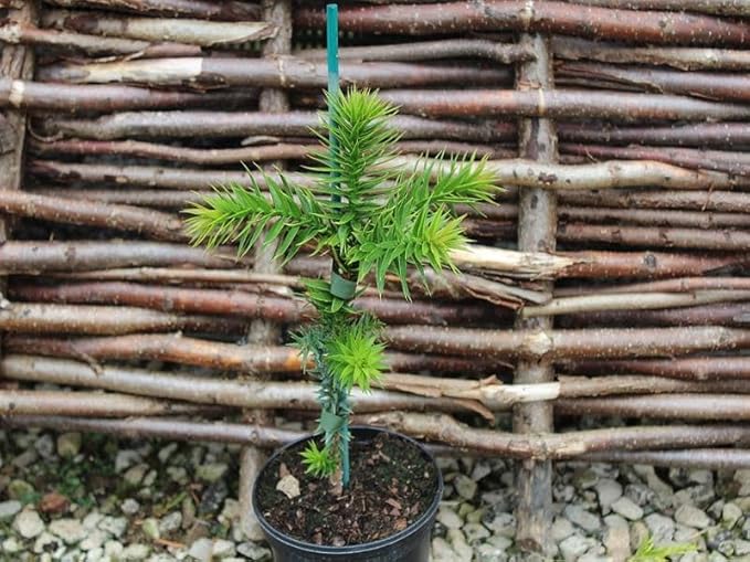 Premium Araucaria Potting Soil Mix - Perfect Balance of Nutrients, Drainage, and Aeration for Healthy Araucaria Trees - 3 Quart