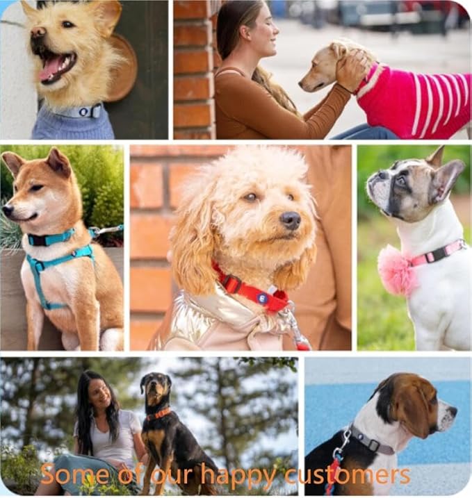 Blueberry Pet Essentials Small Dog Collar | Fired Brick Nylon Dog Collar with Quick Release | Girl & Female Dog Collars for Fall