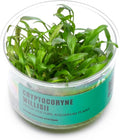 Ultum Nature Systems Cryptocoryne Willisii Tissue Culture Live Plant for Aquarium, Aquascape, Freshwater Fish Tanks - 100% Snail Free in Vitro