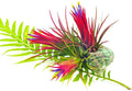 Air Plants Live, 10 Red Tillandsia Air Plants Live Houseplants for Growing Indoors Outdoors, 2 to 3 Inches Tall, Tillandsia Plants Live, Live Air Plants